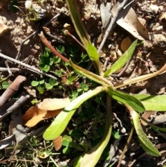 Leontodon rhagadioloides at Campbell, ACT - 4 Jul 2020