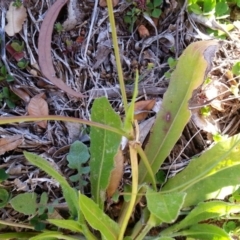 Leontodon rhagadioloides at Campbell, ACT - 4 Jul 2020