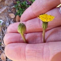 Leontodon rhagadioloides at Campbell, ACT - 4 Jul 2020