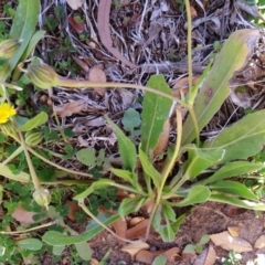 Leontodon rhagadioloides at Campbell, ACT - 4 Jul 2020