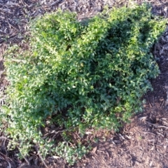 Asparagus asparagoides (Bridal Creeper, Florist's Smilax) at Mount Pleasant - 4 Jul 2020 by SilkeSma