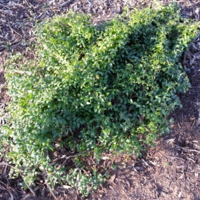 Asparagus asparagoides (Bridal Creeper, Florist's Smilax) at Russell, ACT - 4 Jul 2020 by SilkeSma