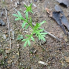 Cotula australis (Common Cotula, Carrot Weed) at Murrumbateman, NSW - 20 Jun 2020 by JanetRussell