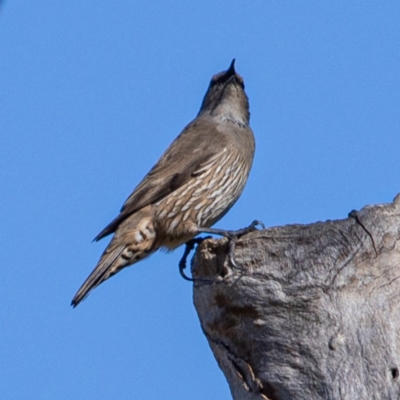 Climacteris picumnus (Brown Treecreeper) at Tharwa, ACT - 2 Jul 2020 by JohnHurrell