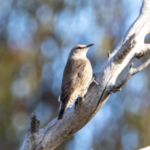 Climacteris picumnus victoriae at Tharwa, ACT - 2 Jul 2020