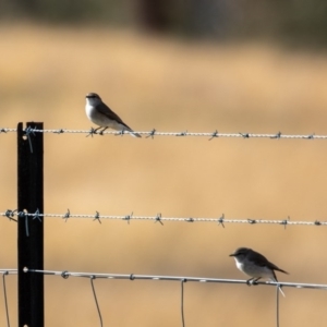 Microeca fascinans at Tharwa, ACT - 2 Jul 2020 12:21 PM