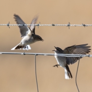 Microeca fascinans at Tharwa, ACT - 2 Jul 2020 12:21 PM