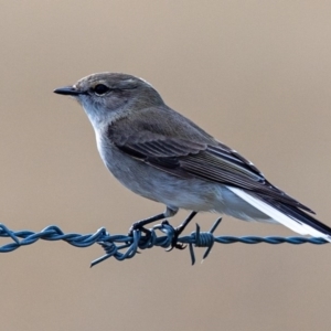 Microeca fascinans at Tharwa, ACT - 2 Jul 2020 12:21 PM