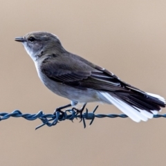 Microeca fascinans at Tharwa, ACT - 2 Jul 2020 12:21 PM