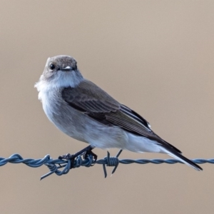 Microeca fascinans at Tharwa, ACT - 2 Jul 2020 12:21 PM