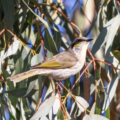 Gavicalis virescens (Singing Honeyeater) at Gungaderra Creek Ponds - 4 Jul 2020 by JohnHurrell