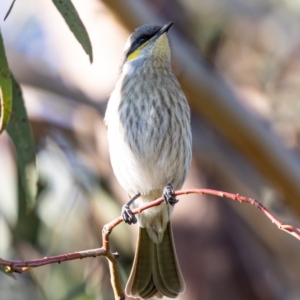 Gavicalis virescens at Franklin, ACT - 4 Jul 2020 10:16 AM