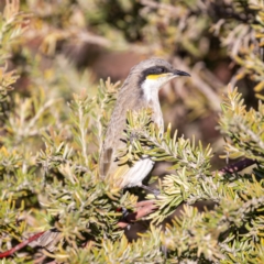 Gavicalis virescens at Franklin, ACT - 4 Jul 2020