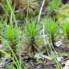 Polytrichaceae sp. (family) (A moss) at Murrumbateman, NSW - 20 Jun 2020 by JanetRussell