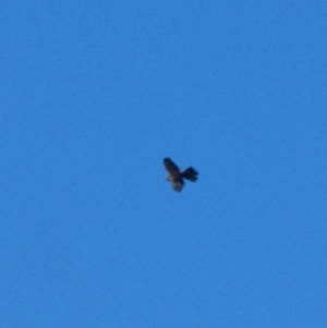 Accipiter cirrocephalus at Deakin, ACT - 4 Jul 2020