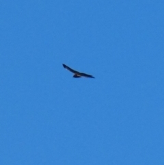 Accipiter cirrocephalus at Deakin, ACT - 4 Jul 2020