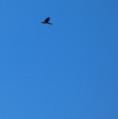 Accipiter cirrocephalus at Deakin, ACT - 4 Jul 2020