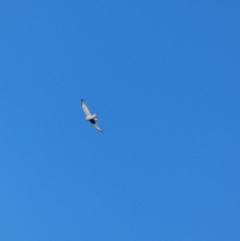 Accipiter cirrocephalus at Deakin, ACT - 4 Jul 2020