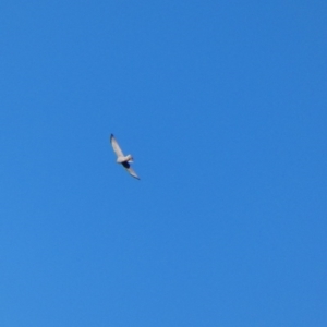 Accipiter cirrocephalus at Deakin, ACT - 4 Jul 2020