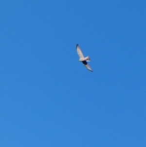 Accipiter cirrocephalus at Deakin, ACT - 4 Jul 2020