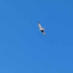 Accipiter cirrocephalus at Deakin, ACT - 4 Jul 2020