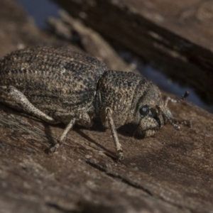 Cubicorhynchus sp. (genus) at Belconnen, ACT - 3 Jul 2020