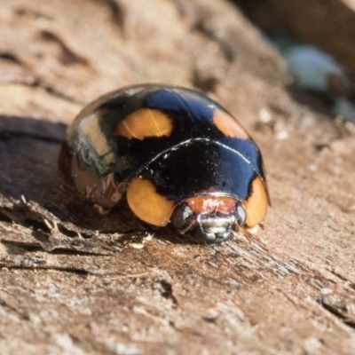 Paropsisterna beata (Blessed Leaf Beetle) at Lake Ginninderra - 3 Jul 2020 by AlisonMilton