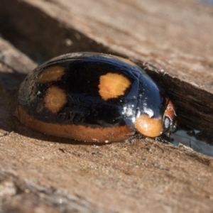 Paropsisterna beata at Belconnen, ACT - 3 Jul 2020