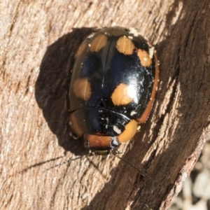 Paropsisterna beata at Belconnen, ACT - 3 Jul 2020