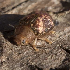 Paropsis aspera at Belconnen, ACT - 3 Jul 2020 10:45 AM