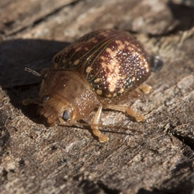 Paropsis aspera (Eucalyptus Tortoise Beetle) at Lake Ginninderra - 3 Jul 2020 by AlisonMilton