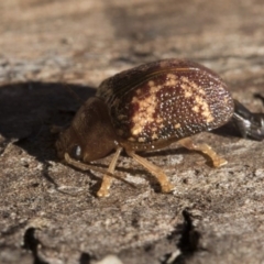 Paropsis aspera at Belconnen, ACT - 3 Jul 2020