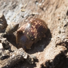 Paropsis aspera at Belconnen, ACT - 3 Jul 2020 10:45 AM