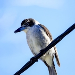 Cracticus torquatus (Grey Butcherbird) at Higgins, ACT - 3 Jul 2020 by Alison Milton