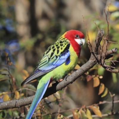 Platycercus eximius (Eastern Rosella) at Higgins, ACT - 3 Jul 2020 by Alison Milton