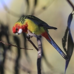 Platycercus eximius at Higgins, ACT - 4 Jul 2020