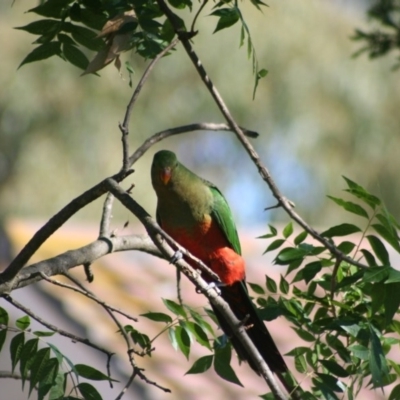 Alisterus scapularis (Australian King-Parrot) at Higgins, ACT - 4 Mar 2006 by AlisonMilton