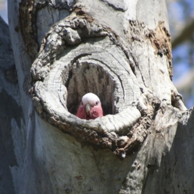 Eolophus roseicapilla (Galah) at Higgins, ACT - 17 Sep 2006 by AlisonMilton