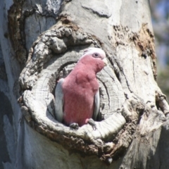 Eolophus roseicapilla at Higgins, ACT - 17 Sep 2006