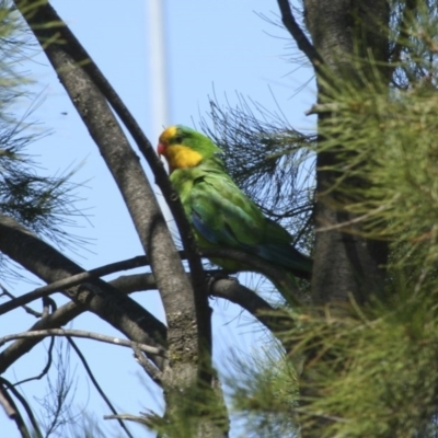 Polytelis swainsonii (Superb Parrot) at Higgins, ACT - 26 Dec 2007 by AlisonMilton