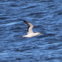 Morus serrator (Australasian Gannet) at Batemans Marine Park - 4 Jul 2020 by LisaH