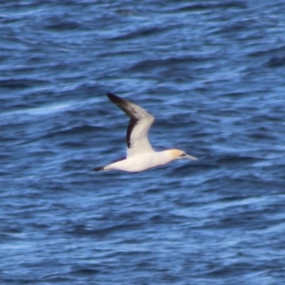 Morus serrator (Australasian Gannet) at Batemans Marine Park - 4 Jul 2020 by LisaH