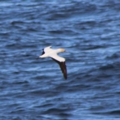 Morus serrator at Rosedale, NSW - 4 Jul 2020 04:04 PM