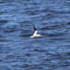 Morus serrator at Rosedale, NSW - 4 Jul 2020 04:04 PM