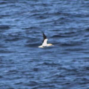 Morus serrator at Rosedale, NSW - 4 Jul 2020 04:04 PM