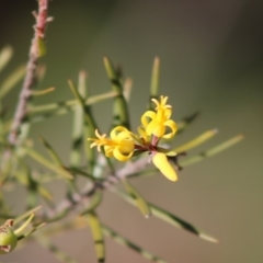 Persoonia linearis (Narrow-leaved Geebung) at Broulee Moruya Nature Observation Area - 4 Jul 2020 by LisaH