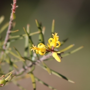 Persoonia linearis at Moruya, NSW - suppressed