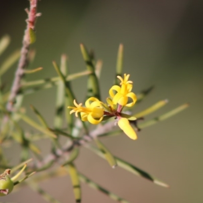 Persoonia linearis (Narrow-leaved Geebung) at Moruya, NSW - 4 Jul 2020 by LisaH