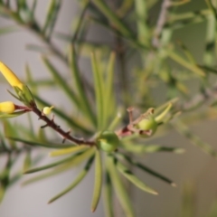 Persoonia linearis at Moruya, NSW - suppressed