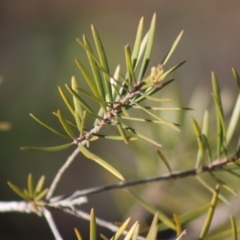 Persoonia linearis at Moruya, NSW - suppressed